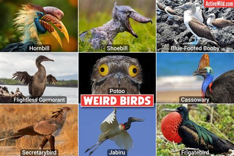 oddbird. photos